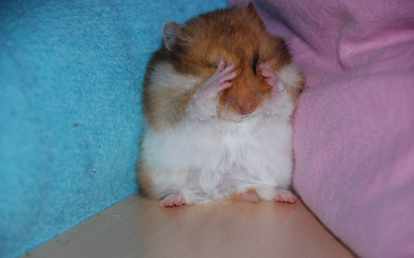 Хомяк в углу