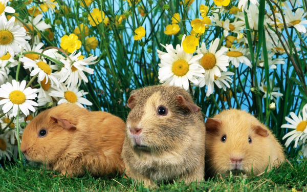Хомяки на траве