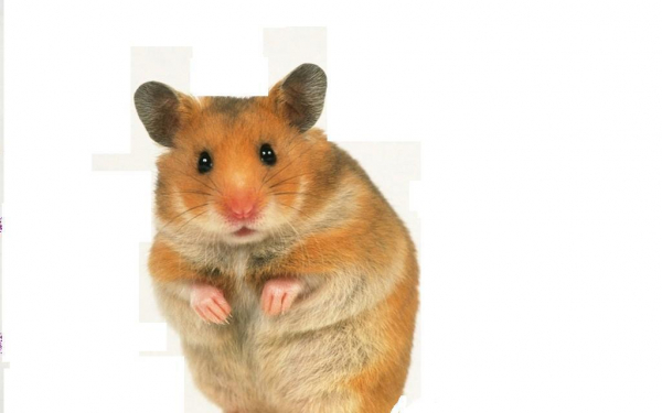 Серьезный хомяк