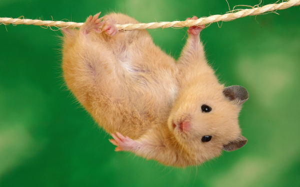 Хомяк зависает