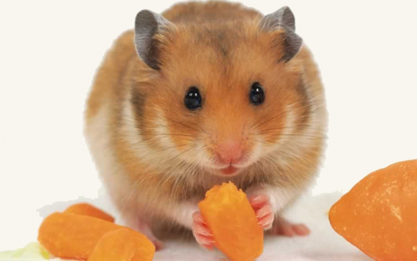 Хомяк кушает