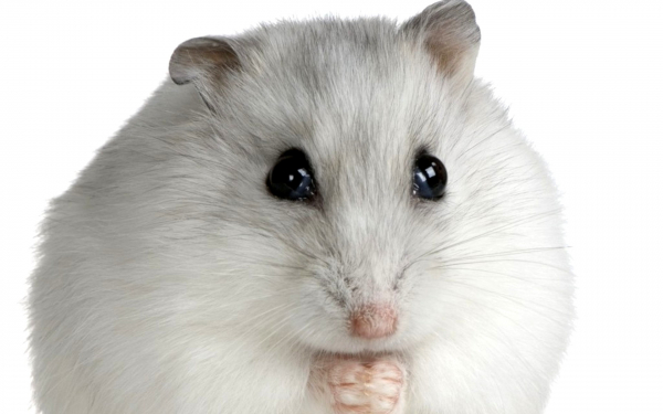 Белый хомячок
