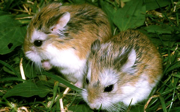 Два хомячка