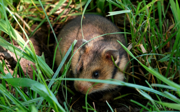 Обыкновенный хомяк