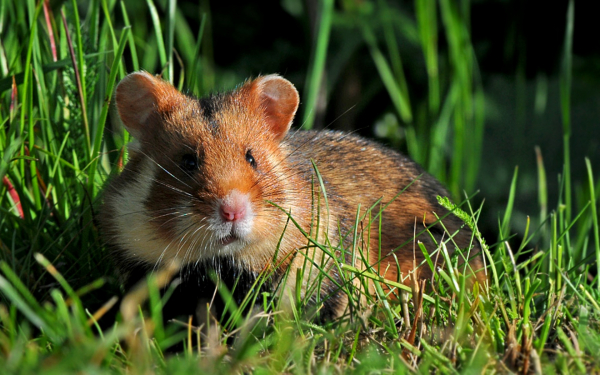 Хомяк в траве