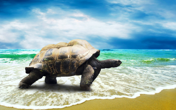 Черепаха выходит из моря