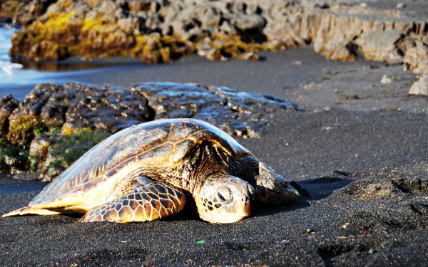 Морская черепаха
