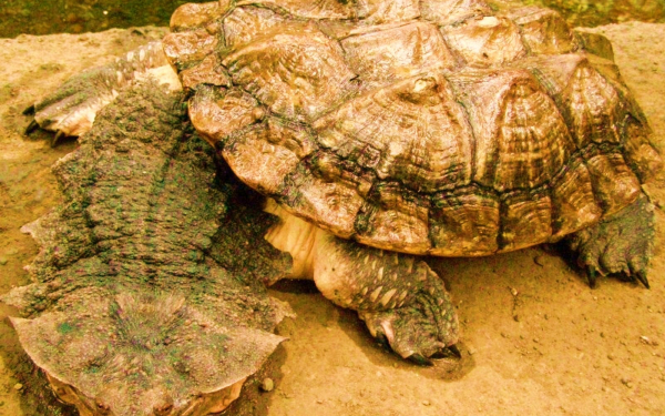 Бахромчатая черепаха