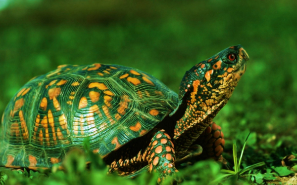 Зеленая черепаха