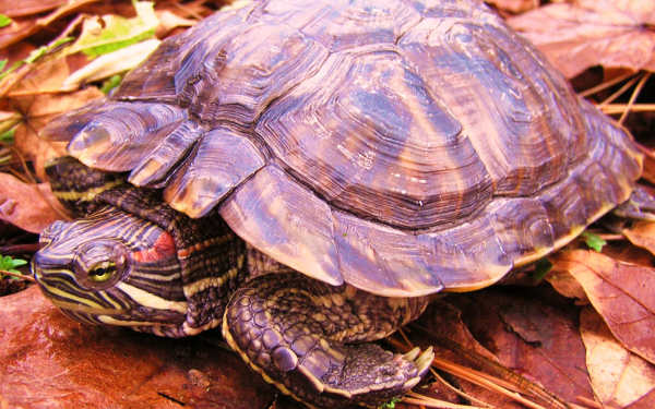 Красноухая черепаха