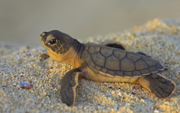 Маленькая морская черепаха