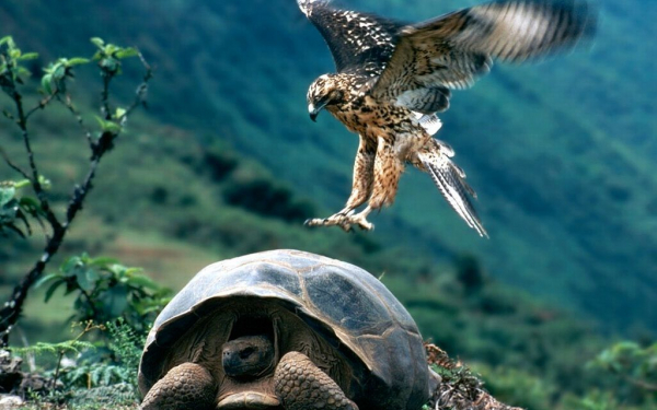 Черепаха и ястреб