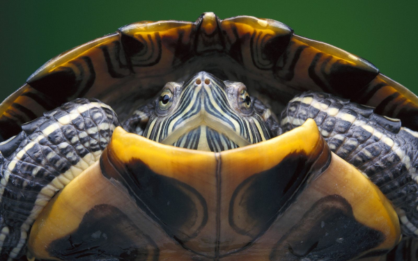 Черепаха в панцыре