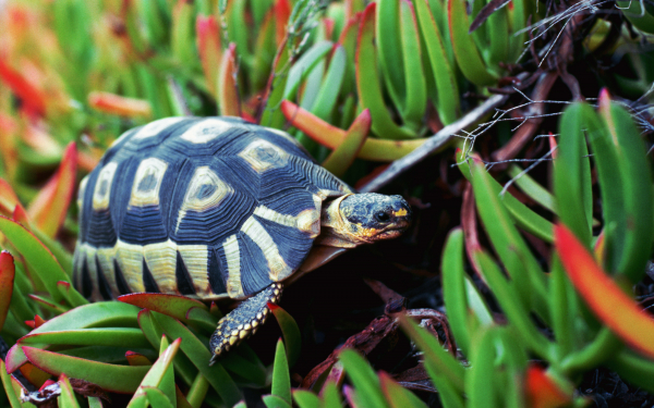 Синяя черепаха