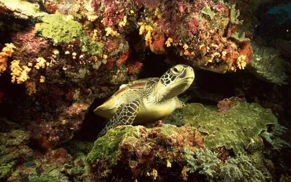 Черепаха под водой