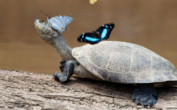 Черепаха и бабочки