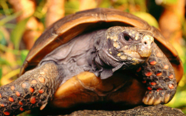 Красноногая черепаха