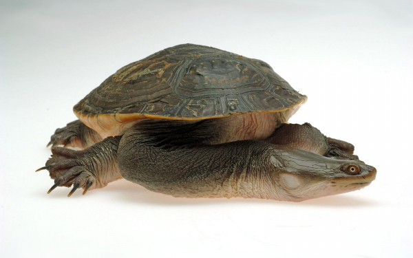 Темная черепаха