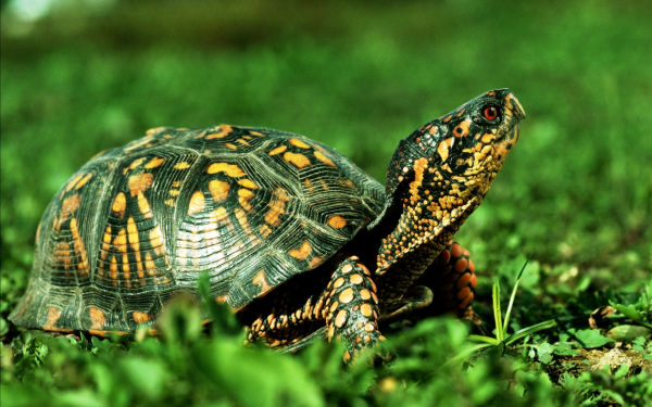 Африканская черепаха