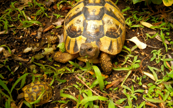 Желтые черепахи