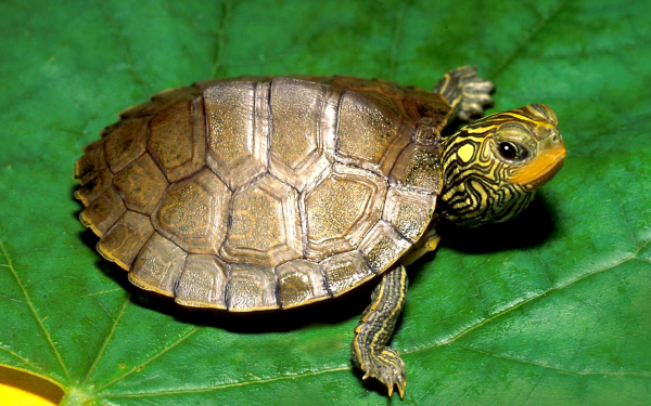 Маленькая черепашка на зеленом листе