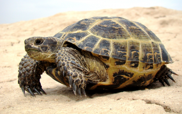 Среднеазиатская черепаха