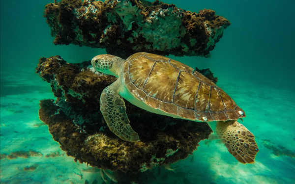 Черепаха и кораллы