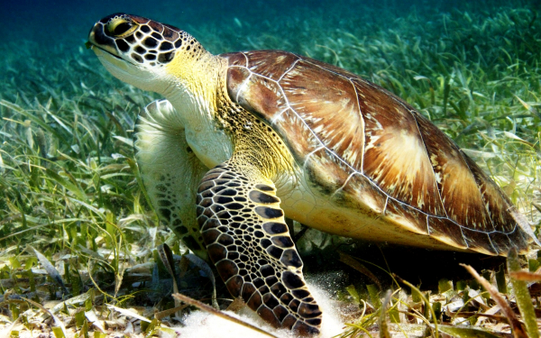 Черепаха на подводной поляне