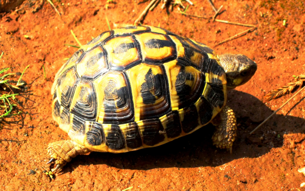 Балканская черепаха