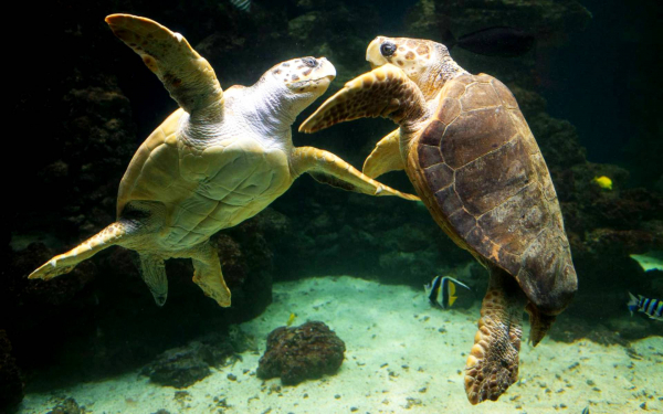 Оливковая черепаха и черепаха бисса