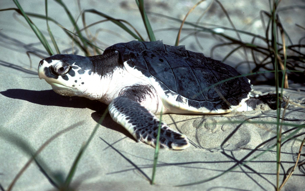 Оливковая черепаха