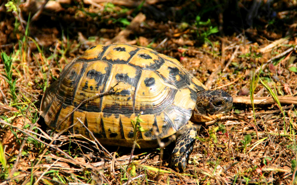 Средиземноморская черепаха