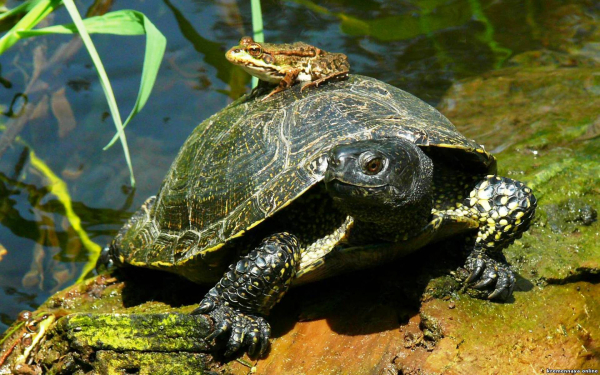 Черепаха и лягушка