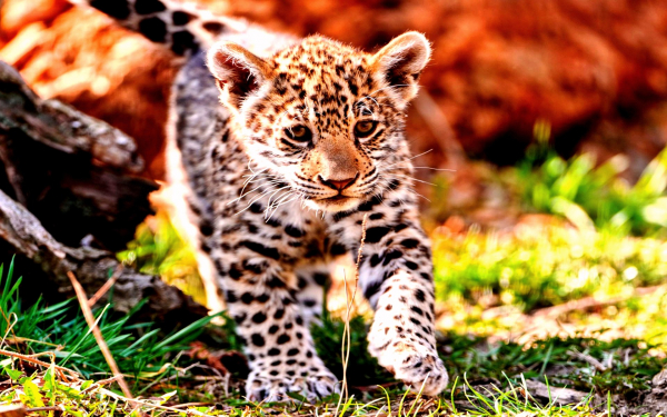 Детеныш ягуара