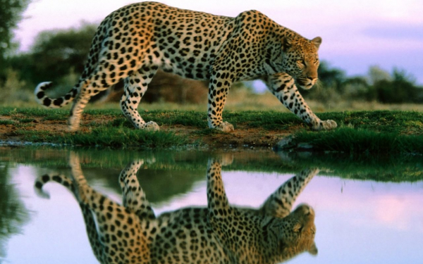 Ягуар у водоема