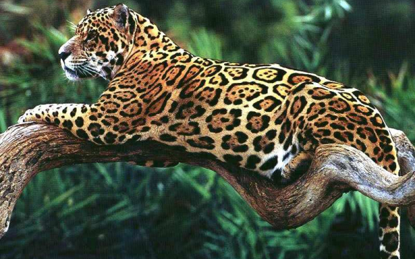 Ягуар на дереве