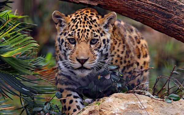 Крадущийся ягуар