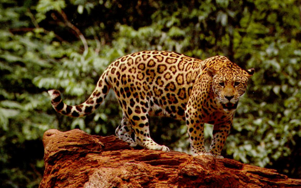 Дикая кошка - ягуар