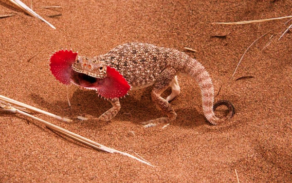 Ушастая ящерица