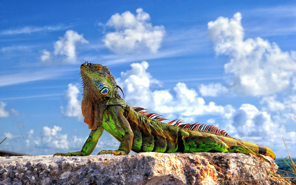 Игуана