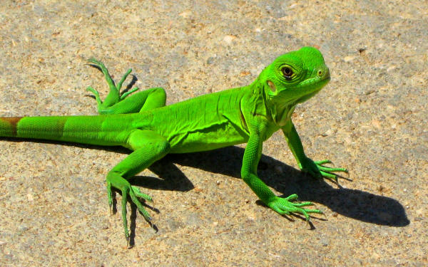 Зеленая игуана