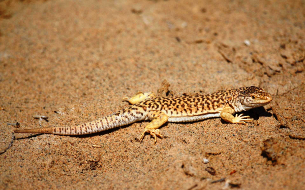 Монгольская ящерица