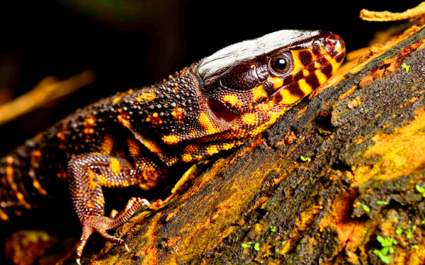 Ночная ящерица
