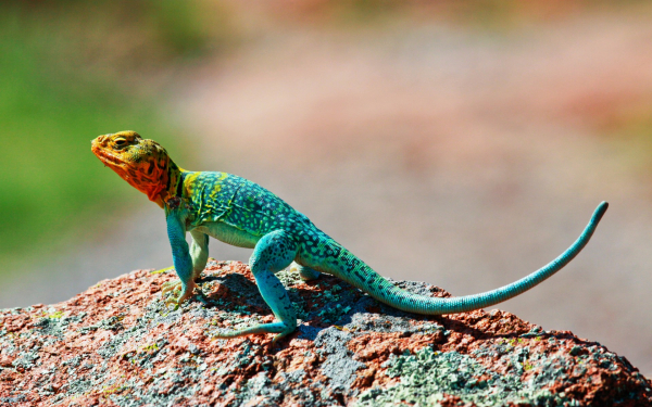 Ошейниковая пустынная игуана