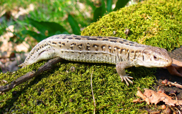 Прыткая ящерица