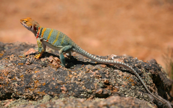 Пустынная игуана