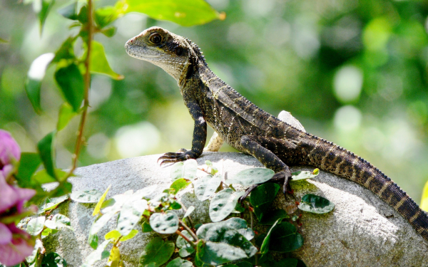 Серая ящерица