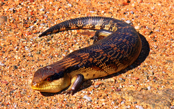 Чёрно-жёлтая исполинская ящерица