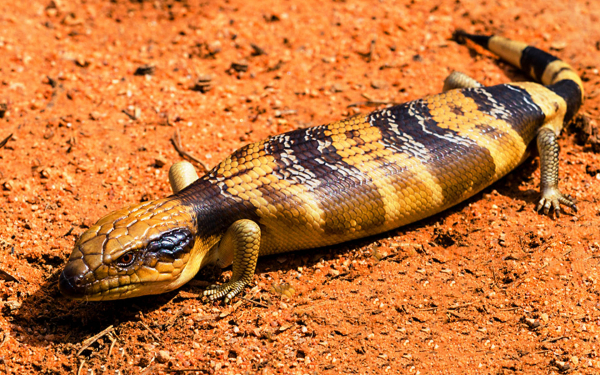 Ящерица тиликва