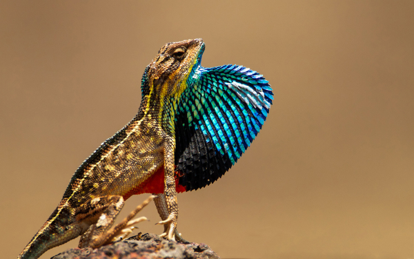 Агама Ситана